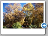 Autumn_Leaves_Queenstown_NZ